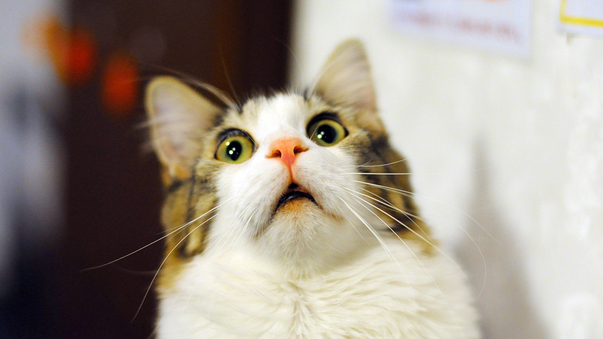 scared-surprised-cat-face.jpg
