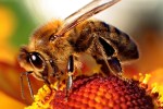 %name Yes, we want to replace bees with tiny flower loving robots by Authcom, Nova Scotia\s Internet and Computing Solutions Provider in Kentville, Annapolis Valley