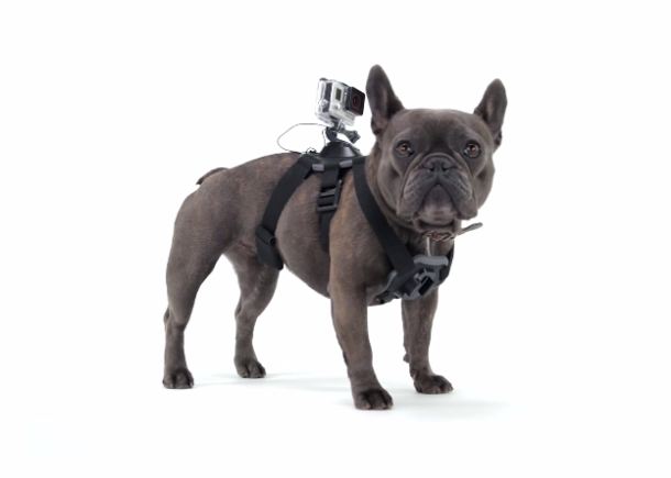 %name Brilliant new GoPro accessory will let you see the world from a dog’s eye view by Authcom, Nova Scotia\s Internet and Computing Solutions Provider in Kentville, Annapolis Valley