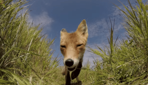 %name Man drops his GoPro camera in the wilderness, watches in horror as it gets mauled by a fox by Authcom, Nova Scotia\s Internet and Computing Solutions Provider in Kentville, Annapolis Valley