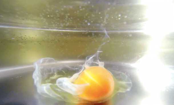 %name GoPro dropped into boiling water just to bring you amazing footage of a poached egg by Authcom, Nova Scotia\s Internet and Computing Solutions Provider in Kentville, Annapolis Valley