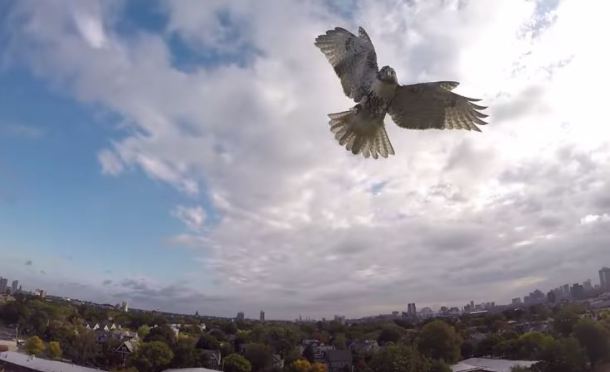 %name Video: Watch what happens when a hawk attacks a drone in an epic airborne battle by Authcom, Nova Scotia\s Internet and Computing Solutions Provider in Kentville, Annapolis Valley