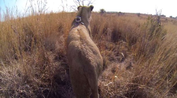 %name WATCH THIS: Incredible GoPro video shows what its like to hunt from the perspective of a lion by Authcom, Nova Scotia\s Internet and Computing Solutions Provider in Kentville, Annapolis Valley