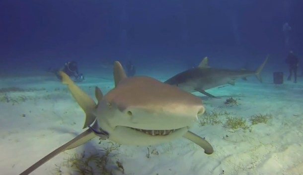 %name Video: You can thank GoPro for this horrifyingly close encounter with a shark by Authcom, Nova Scotia\s Internet and Computing Solutions Provider in Kentville, Annapolis Valley