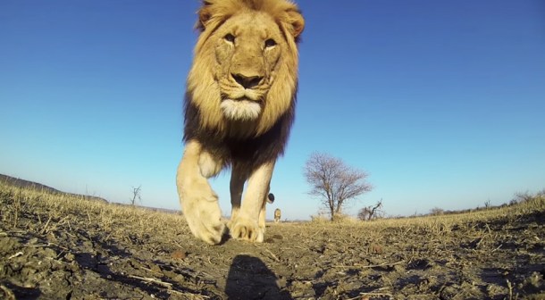 %name The coolest thing you’ll see today: GoPro video gets up close and personal with lions by Authcom, Nova Scotia\s Internet and Computing Solutions Provider in Kentville, Annapolis Valley